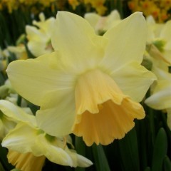 Narcissus (Daffodil) 'Widgeon'. Loose, Per 10 Bulbs.